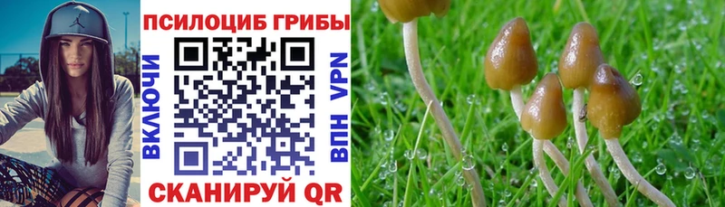 Галлюциногенные грибы Cubensis цена Зеленокумск